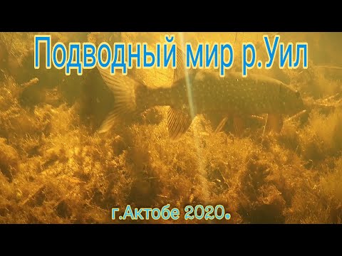 Видео: Подводный мир р Уил  Линь,щука,язь, плотва и многое другое  Актобе 2020г