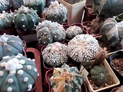 Видео: Astrophytum sp. Как появились астрофитумы в моей коллекции.