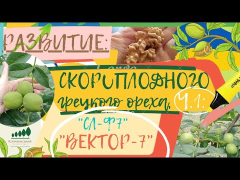 Видео: #20: «ВЕКТОР-7» (СЛ-Ф7) Ч.1, ЭВОЛЮЦИОННЫЕ сорта и формы ГРЕЦКОГО ОРЕХА // grafting & planting walnut