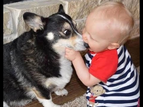 Видео: 🐱 Мамочка, спаси! 🐕 Смешное видео  с собаками, кошками и котятами!