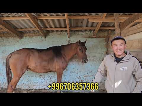Видео: БАРГДЫН БАЛАСЫ КАМАКТА🔥БААСЫ  АРЗАН ЭЛЕ