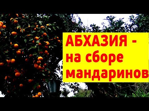Видео: Абхазия - сбор мандаринов, и осенние опята под ними, Сухуми, 2018