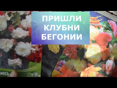 Видео: Клубни ампельной бегонии из интернет магазина "Для вас"