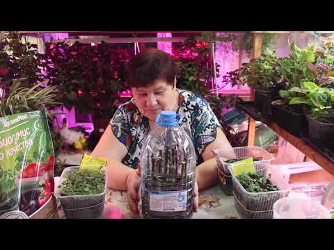 Видео: Не буду от вас ничего скрывать! Где нашла очень дешевые семена. Результаты посева в ноябре.