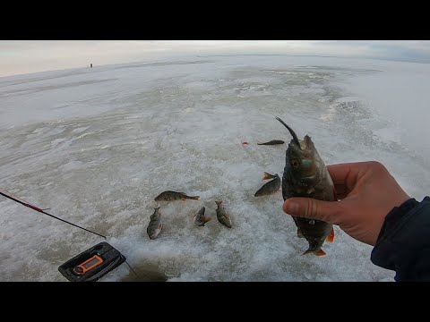 Видео: Из ОКУНЯ торчит МАЛЁК. Нашли стаю ГОЛОДНОЙ рыбы. Зимняя рыбалка на зимние блесны.