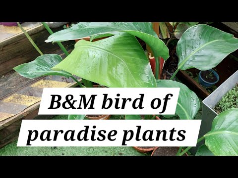 Видео: Гигантская райская птица, лучшее растение для создания тропического эффекта