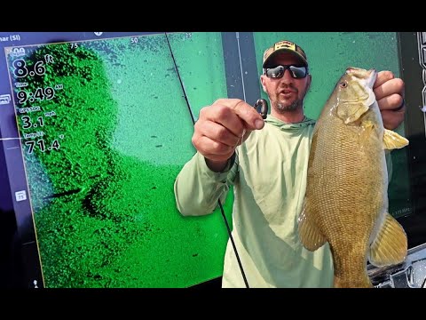 Видео: Беспроигрышная стратегия Гасси по ловле малоротых мальков летом