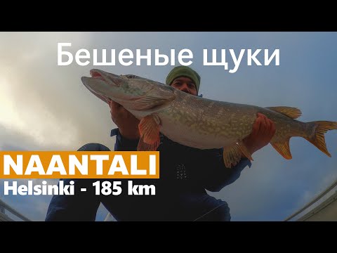 Видео: Бешеные щуки Финляндии. Архипелаг Турку, Наантали, остров Отава