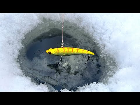 Видео: ОПУСТИЛ ПРИМАНКУ В ЛУНУ И ПОКЛЕВКА!  Зимняя рыбалка 2025. Ловля судака