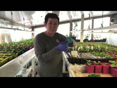 Видео: Френч Болеро черенкую подробно. Метельчатые хороши 👌19.03