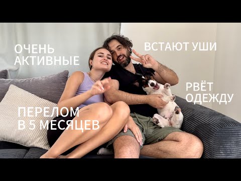 Видео: НАШ ОПЫТ ВОСПИТАНИЯ | советы, питание, пеленка, прогулки | Щенок Джек-рассел-терьера🐶