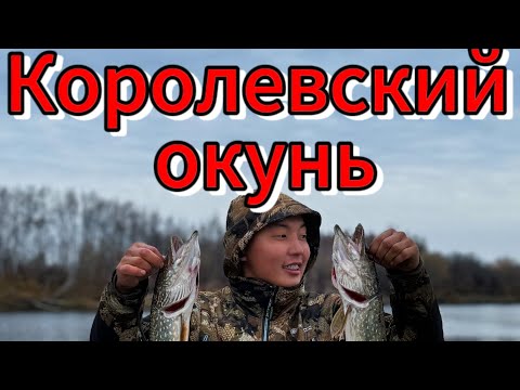 Видео: Рыбалка в Якутии / Королевский окунь / Легендарная река ТЮНГ