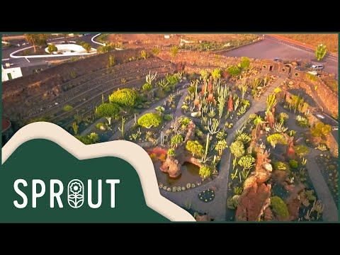 Видео: Открывая тайный рай кактусов Лансароте | Секреты природы | Sprout
