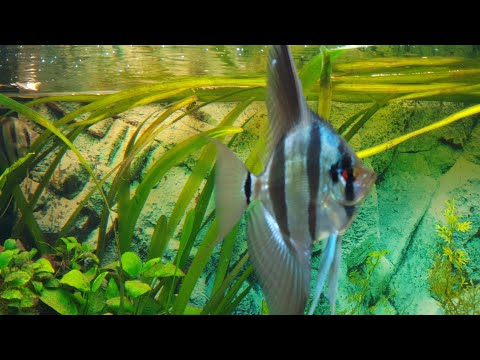 Видео: Аквариум Альтум