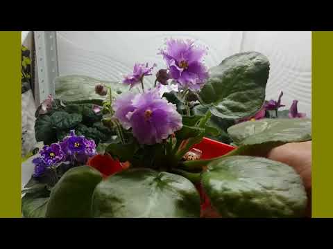 Видео: Клещ под ржавчиной - чистка фиалки