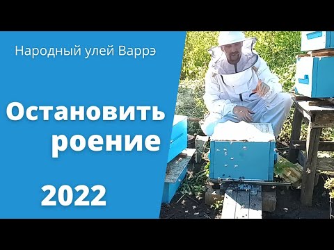 Видео: Народный улей Варрэ. Противороевой отводок.