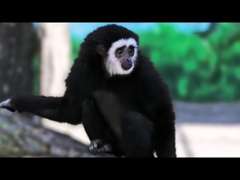 Видео: Гиббончик Гоша ОТСЧИТАЛ три яблока!