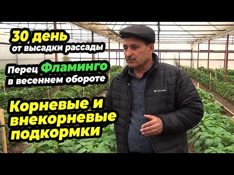 Видео: 30 день от высадки рассады. Перец Фламинго в весеннем обороте. Корневые и внекорневые подкормки