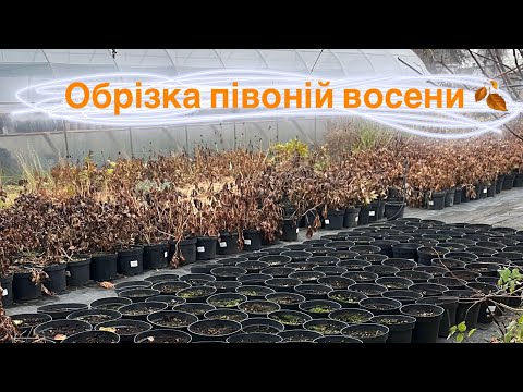 Видео: 🌿 Обрізка півоній восени — коли і як це робити правильно