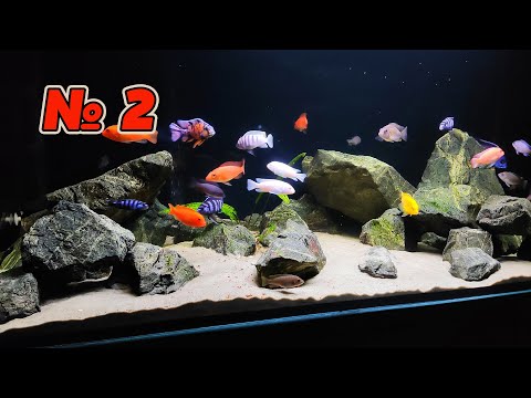 Видео: Малавийские цихлиды. Приехали долгожданные рыбки с Челябинска.