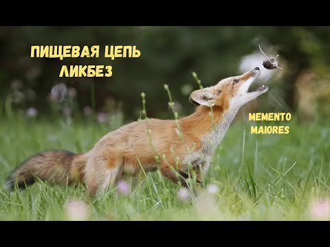 Видео: Трофическая цепь. ЛикБез. Помни о предках