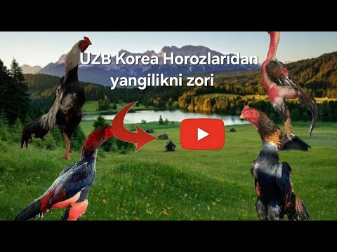 Видео: Узб карея хурозларидан сиз куткан янгиликни зори