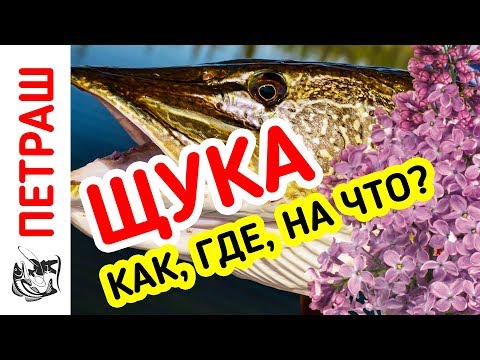 Видео: ЩУКА НА СИРЕНЬ!!! Рыбалка на щуку в щучьих местах!!!