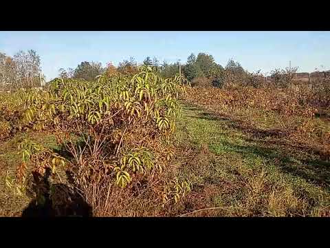 Видео: Обліпиха Лейкора. Однорічний сад восени 2025 @moyaoblipyha 