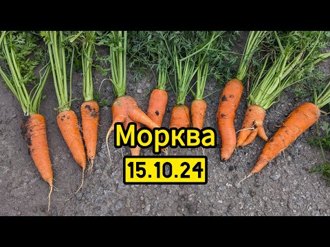 Видео: Морква Болівар, Сіркана та Катрін станом на 15.10.24