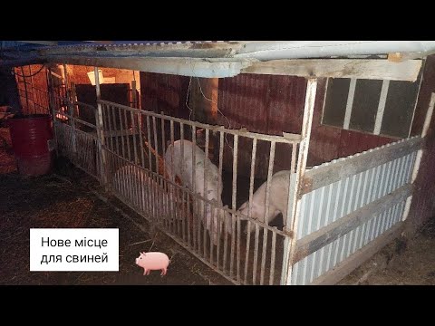Видео: Зробили новий под навес для свиней)