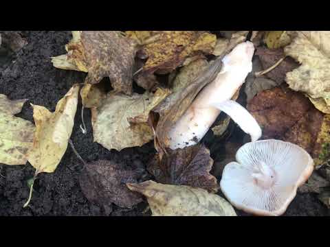 Видео: В нашому садочку знову виросли грибочки@oksana _rugal_1973#антистрес #грибочки 