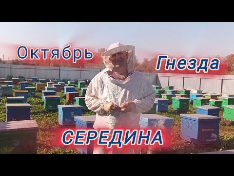 Видео: Октябрь середина гнезда