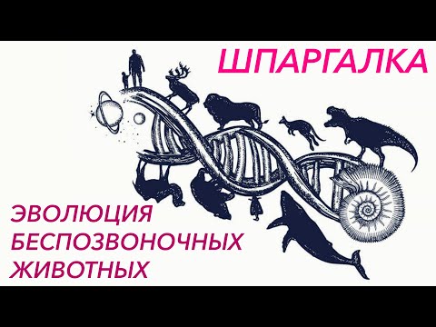 Видео: Шпаргалка "Эволюция органов беспозвоночных животных" - ЦТ, ЕГЭ, ЗНО
