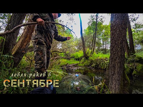 Видео: НА ЧТО ЛУЧШЕ ЛОВИТЬ РАКОВ?! ЛОВЛЯ РАКОВ ОСЕНЬЮ НА РАКОЛОВКИ! РАКИ НА ПЕЧЕНЬ.