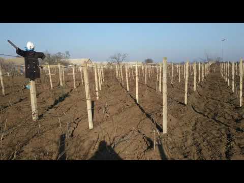 Видео: Топ устойчивых сортов винограда на моем участке!