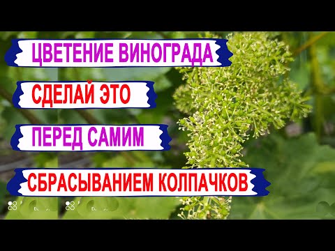 Видео: 🍇 Чтобы виноград НЕ ЗАБОЛЕЛ. Не забудь провести ЭТУ ПРОФИЛАКТИКУ непосредственно перед ЦВЕТЕНИЕМ.