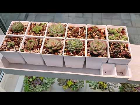 Видео: Стеллаж для суккулентов
