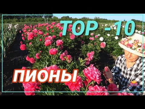 Видео: Прекрасные пионы для вашего сада. Часть 3 / Сад Ворошиловой
