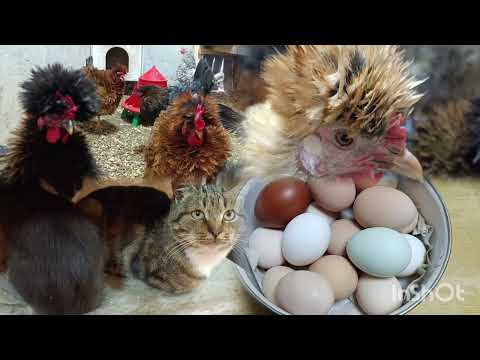 Видео: Выгул полностью закрыли. Получилось СУПЕР!👍🤗