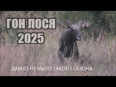 Видео: ГОН ЛОСЯ 2025. СУПЕР СЕЗОН. Ни когда я так не ревел ! 