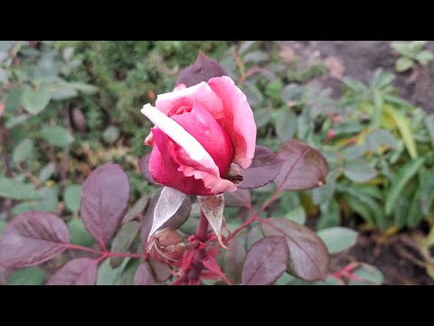 Видео: А що, якщо? 🤔 Осіння обробка троянд. Роздуми🤗