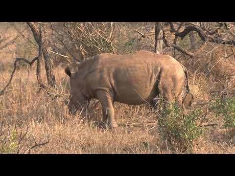 Видео: Ловушки Хищников! Битвы Животных Снятые на Камеру