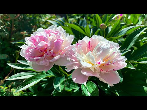 Видео: Не думай слишком много 🌺 Отличная расслабляющая музыка, которая помогает улучшить память и достич...