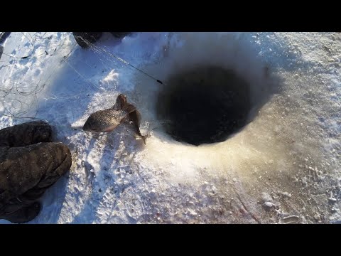 Видео: Ищем окуня. Узнал, что ловят промысловики.