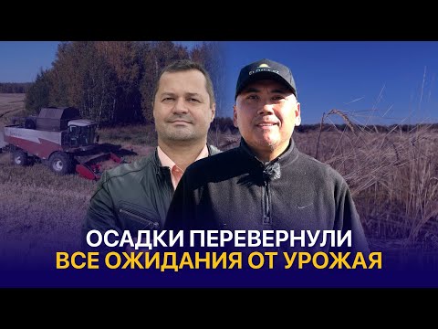 Видео: Потеря чечевицы, рекорды по пшенице и рапсу. Урожай 2024 в ТОО «Агрофирма Боголюбово»