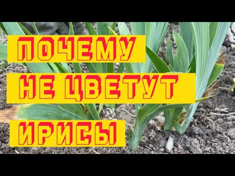 Видео: 6 ГЛАВНЫХ ПРИЧИН ПОЧЕМУ НЕ ЦВЕТУТ ИРИСЫ