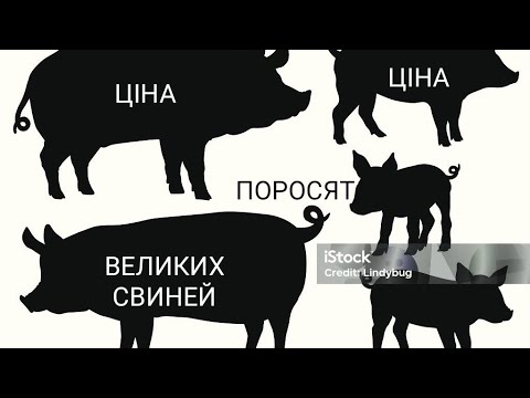 Видео: Що з ЦІНОЮ НА ЖИВУ ВАГУ СВИНЕЙ, ТА МАЛИХ ПОРОСЯТ