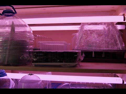 Видео: Взошла ПЕЛАРГОНИЯ сажаем в грунт ЧАСТЬ 2.