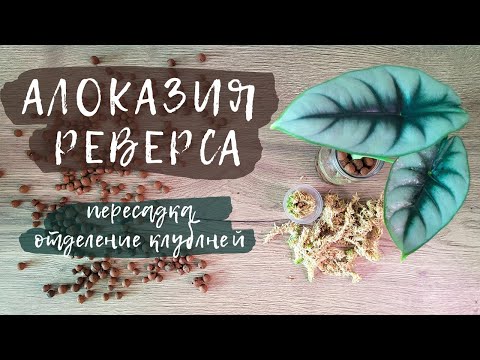 Видео: Алоказия реверса | Пересадка, отделение клубней