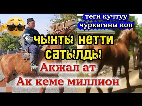 Видео: Чыкты кетти сатылды